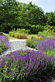 MIDSUMMER BORDERS AT HARLOW CARR