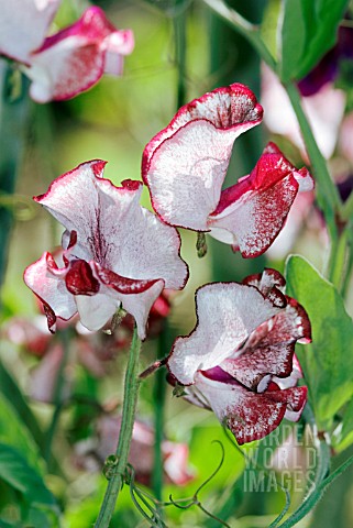 LATHYRUS_ODORATUS_CAPUCCINO