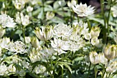 ASTRANTIA MAJOR SUBSP. INVOLUCRATA