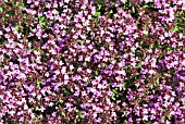 THYMUS SERPHYLLUM  PINK CHINTZ