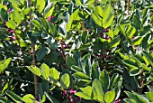 BROAD BEAN CAMBRIDGE SCARLET IN FLOWER