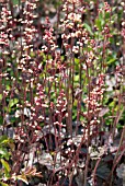 HEUCHERA SILVER SCROLLS