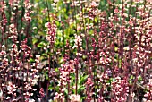 HEUCHERA SILVER SCROLLS