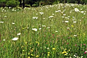 WILD FLOWER MEADOW IN MIDSUMMER