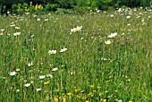 WILD FLOWER MEADOW IN MIDSUMMER