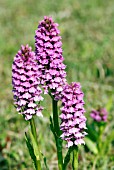 COMMON SPOTTED ORCHID