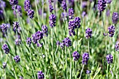 LAVANDULA ANGUSTIFOLIA LADY ANNE