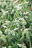 BORAGO OFFICINALIS F. ALBA