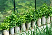 BLANCHING CELERY IN DRAINPIPES