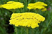 ACHILLEA FILIPENDULINA GOLD PLATE