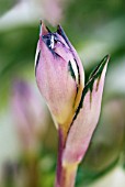 FLOWER SHOOT OF HOSTA FIRE AND ICE