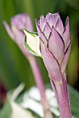 FLOWER SHOOT OF HOSTA FIRE AND ICE