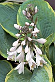 HOSTA WIDE BRIM