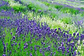 LAVANDULA ANGUSTIFOLIA TWICKLE PURPLE AND ALBA