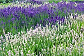 LAVANDULA ANGUSTIFOLIA MUNSTEAD AND ALBA