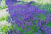 LAVANDULA ANGUSTIFOLIA TWICKLE PURPLE  AND ALBA