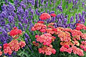 ACHILLEA FANAL AND LAVANDULA ANGUSTIFOLIA MUNSTEAD