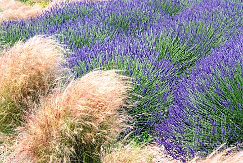 LAVANDULA_GROSSO_PLANTED_WITH_GRASSES