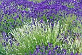 LAVANDULA ANGUSTIFOLIA MUNSTEAD AND LAVANDULA INTERMEDIA WHITE SPIKE