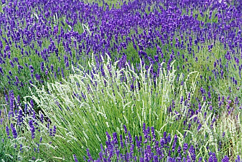 LAVANDULA_ANGUSTIFOLIA_MUNSTEAD_AND_LAVANDULA_INTERMEDIA_WHITE_SPIKE