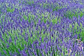 LAVANDULA INTERMEDIA GRAPPENHALL