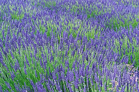 LAVANDULA_INTERMEDIA_GRAPPENHALL