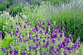 LAVANDULA ANGUSTIFOLIA AND SALVIA VIRIDIS