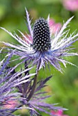 ERYNGIUM ALPINUM