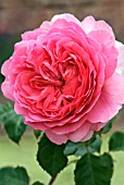 ROSA PRINCESS ALEXANDRA OF KENT