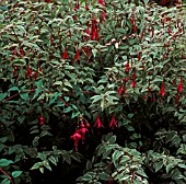 FUCHSIA MAGELLANICA TRICOLOR