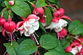 FUCHSIA SIR MATT BUSBY