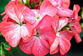 PELARGONIUM X HORTORUM  RED ICE