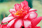 BEGONIA CAMELLIAFLORA