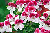 PELARGONIUM ANGEL EYES