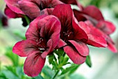 PELARGONIUM CHOCOLATE