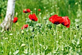 PAPAVER RHOEAS