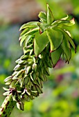 EUCOMIS BICOLOR