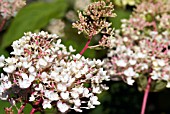 HYDRANGEA PANICULATA PHANTOM