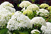 HYDRANGEA ARBORESCENS ANNABELLE