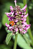 LADYBIRD ON STACHYS MONNIERI HUMMELO