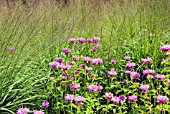 MOLINIA TRANSPARENT PLANTED WITH MONARDA