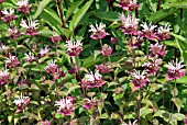 MONARDA CHEROKEE