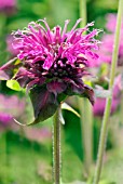 MONARDA SCORPION