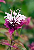 MONARDA CHEROKEE