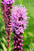 LIATRIS SPICATA