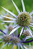 ERYNGIUM BOURGATII