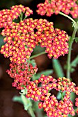 ACHILLEA WALTER FUNKE