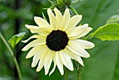 HELIANTHUS DEBILIS ITALIAN WHITE