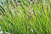 SESLERIA AUTUMNALIS