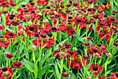 HELENIUM KUPFERZWERG